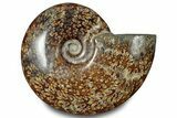 Polished Ammonite (Cleoniceras) Fossil - Madagascar #283313-1